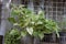 Epipremnum aureum or golden pothos in plastic pot hung beside the cement wall of the house.