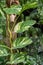 Epipremnum Aureum plant in a garden.Common names including Golden pothos,Ceylon creeper,Hunter`s robe,Ivy arum,Money plant.