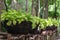 Epipremnum Aureum plant in a garden.Common names including Golden pothos,Ceylon creeper,Hunter`s robe,Ivy arum,Money plant.