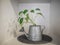 Epipremnum aureum plant ,Golden Pothos or Devil`s ivy plant decorated in a watering can.