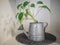 Epipremnum aureum plant ,Golden Pothos or Devil`s ivy plant decorated in a watering can.