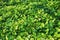 Epipremnum aureum vine plant, green leaf texture background