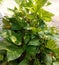 Epipremnum aureus is an ornamental plant that is a popular ivy type because it is a plant that is easy to care for and durable as.