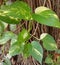 Epipremnum aureus is an ornamental plant that is a popular ivy type because it is a plant that is easy to care for and durable as.