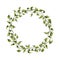 Epipremnum liana vine wreath watercolor illustration. Simple realistic round frame for organic, floral botanical design