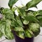 Epipremnum Marble Queen Photos Leaves