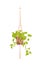 Epipremnum neon, scindapsus, liana of the Araceae family. Exotic plant in a pot. House plants, hobby. Macrame pendant