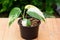 Epipremnum Pinnatum Variegated in the pot