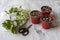 Epipremnum Pothos â€˜NJoyâ€™ plants propagation from cuttings in small pots