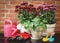 Epipremnum and red  Chrysanthemums in plant pots with gardening equipments watering can , garden spoon  on brick wall background.