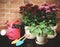 Epipremnum and red and pink Chrysanthemums in plant pots with gardening equipments watering can , garden spoon and gloves on brick