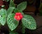 Episcia cupreata