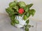 Episcia cupreata is a beautiful flower
