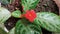 Episcia cupreata flower