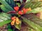 Episcia cupreata flower in garden