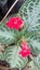 Episcia cupreata, flower, red, green, garden