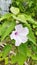 Episcia Cupreata or Genus Episcia Cupreata Flowers