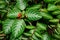 Episcia cupreata is houseplant