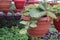 Episcia cupreata leaf plant on hanging pot