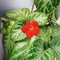 Episcia cupreata is an ornamental plant that belongs to the genus Episcia.