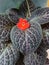 Episcia cupreata is an ornamental plant that comes from the genus Episcia, this flowering plant comes from Africa