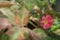 Episcia cupreata pink flowers on natural background.