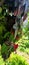 Episcia cupreata is a plant