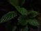 Episcia Cupreata plant leaves close-up view