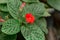 Episcia or flame violets or the chocolate soldier plant