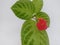 Episcia flower ornamental plant with green and white leaf patterns on a white background