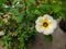 Episcia is a genus of flowering plants in the African violet family, Gesneriaceae. Macro photography of flowers plant.