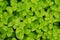 Episcia leaf background