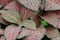 Episcia leaf background