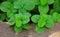 Episcia Plant with Green Leaf