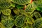 An episcia plant with red flowers.