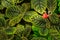 An episcia plant with red flowers.