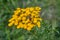 Episyrphus balteatus, also known as Marmalade hoverfly on a yellow Tansy flower Tanacetum vulgare