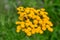 Episyrphus balteatus, also known as Marmalade hoverfly on a yellow Tansy flower Tanacetum vulgare