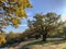 Epping Forest Autumn landscape view with big oak tree