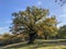 Epping Forest Autumn landscape view with big oak tree