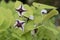 Epstein`s barrenwort Epimedium epsteinii flowering plant