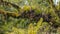 Epyfites on a tree branch in the humid rain forest of Te Urewera NP, New Zealand