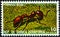 EQUATORIAL GUINEA - CIRCA 1978: A stamp printed in Equatorial Guinea from the `Insects` issue shows Solenopsis, circa 1978.
