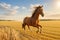 Equestrian Beauty: Horses Galloping Through a Golden Wheat Field.