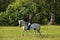 Equestrian girl in english style trial riding white dressage horse