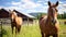 Equestrian Haven: Horse-Farm\\\'s Serene Beauty