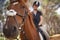 Equestrian, horse and riding closeup in nature on adventure and journey in countryside. Animal, face and rider outdoor