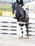 Equestrian jumping on black horse