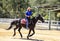 Equestrian performance in paradise country aussie farm,gold coast,australia