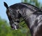 Equestrian - portrait of dressage black horse